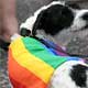 Cheeky dog in a rainbow coat