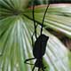 A Golden Orb Weaver spider hanging in its web