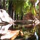 Zebedee Hot Springs