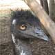 An emu up close