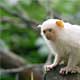 Silvery Marmoset at London Zoo