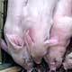 Little piglets at the Easter Show