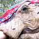 Thumbnail of The Sultan's Elephant