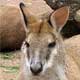 Kangaroo at Taronga Zoo
