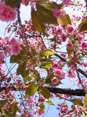 Cherry blossom in Battery Park