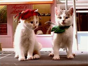 Cute kittens in Fatboy Slim's new video