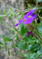 Purple wallflower at Beaulieu Abbey