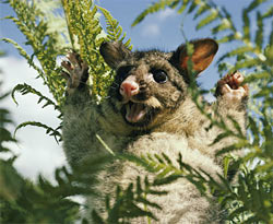 Brushtail possum