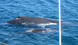Mother and calf humpbacks in Jervis Bay