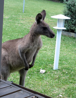 Eastern grey kangaroo outside our verandah in Booderee National Park