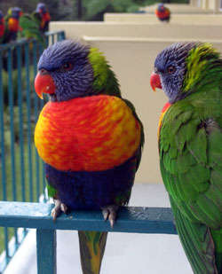 Lorikeets tempted to play on our balcony with cookies