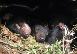 Tasmanian devils curled up asleep in a little nest