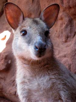 Aw - cute wallaby up close