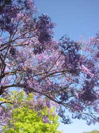 The gorgeously blossomed trees in nearby Surry Hills