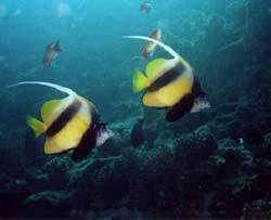 Some fishies. Forget which sort.