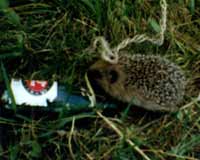 A hedgehog at Mimosa. Teenagers drinking? I don't think so...